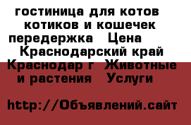 гостиница для котов,  котиков и кошечек, передержка › Цена ­ 250 - Краснодарский край, Краснодар г. Животные и растения » Услуги   